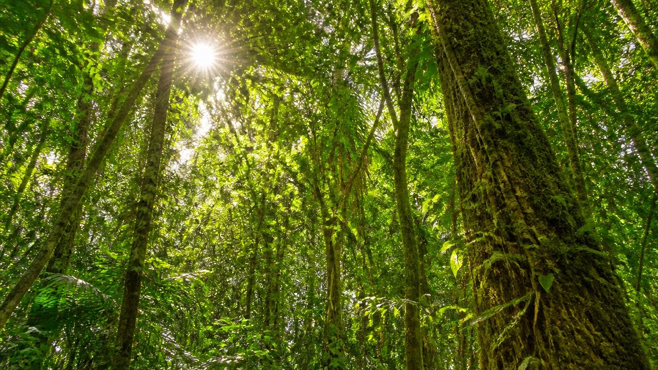 Rainforest Explorers example website